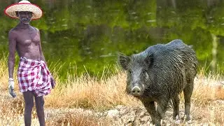 WILD MONSTER PORK RECIPE | VILLAGE FAMOUS HEALTHY FOOD | Grandpa One Man Show