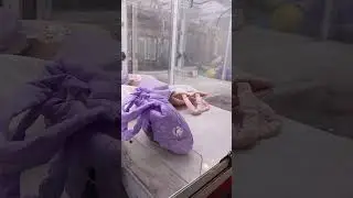 Almost Clean Out the Claw Machine | Laofei Odacrem | Claw Machine