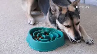 Is Your Dog Sick? ⚠️ 7 Signs You Should Never Ignore