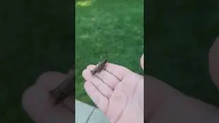 Grasshopper Set Free!!