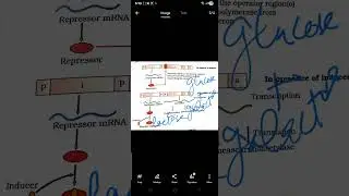 Lac operon question