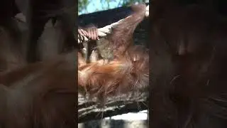 @247pips Baby Orangutan at Oregon Zoo❤️ @Oregon Zoo #tiktokanimals #monkey #or...