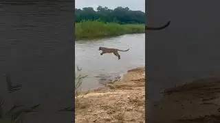 The Stone Drift female crossing the Sand River 🐆 #wildafrica #safarilife #safaritour