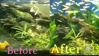 Cleaning and enhancement of an Aquarium