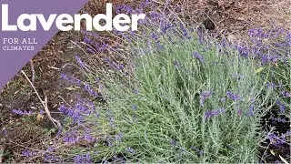 Lavender for all Climates: Lavender Hedge // TheFlowerFanatic