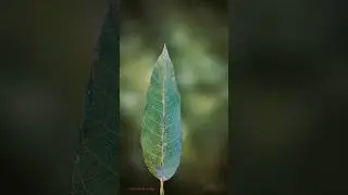 leaves  photography 🌿🌱🍃 #photography #mobilephotographer #shorts #viral #photographer