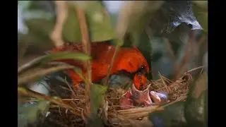 Male Northern Cardinal Feeding Baby Birds In Nest! HD 1080p RARE Close-up!