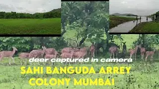Sahi Banguda jungle safari arrey colony chota kashmir Vihar lake mumbai Maharashtra India