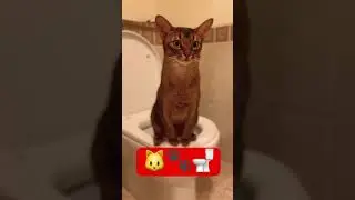 Cat  toilet training 🚽 Cat toilet 🚻 Smart cat 🐱 Abyssinian 🫶 Gato en el ba&ntilde;o