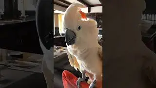 funny and cute birds part 20 #funny #funnybirds #birds #funnypets #pets #funnyanimals #petvideos
