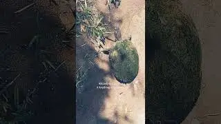 # Anything is Possible # Slowly but Surely# a turtle crossing the street # in less than 3 minutes...