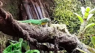 Anolis roquet summus showing off