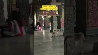 Monkey Gets Lost in a temple and goes looking for his friends!