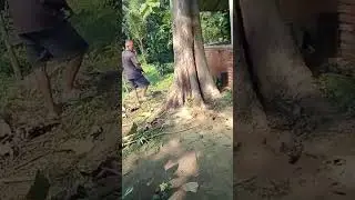 wood workers Indonesia | how to cut the big tree by Indonesian carpenter | teakwood | pohon jati