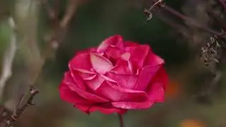 Beautiful Rishyop