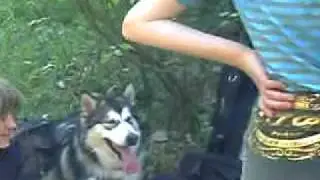 3 Alaskan Malamute  Irvis North 25 км Поход 28 мая с Авророй