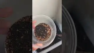 Cleaning My Ant Farm