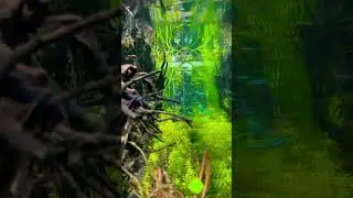 Planted aquariums in Pune #ytshorts #ytshortsindia #shortsvideo