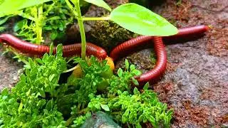 Animal Swarm , A Rare Look at a Millipede Colony #MillipedeColony #AnimalSwarm #RareAnimals 