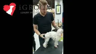 All new Charcoal keratin shampoo + conditioner and 3-1 Spray demo on matted poodle