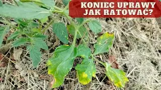 Dlaczego liście pomidorów żółkną?