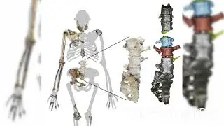 Ancient Ancestor From Africas Cradle Of Humankind Is Missing-Link Species That Could Walk Upright