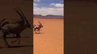 Gemsbok are capable of running at speeds of up to 60 km/h for short distances #shorts