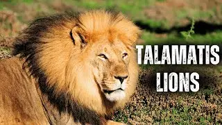 The Rise of the Talamati: The Lions' Battle for Dominance in Kruger