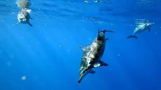Snorkeling with spinner dolphins and turtles Oahu-Hawaii 2014