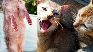 Baby Cat Fights a Rat | Cute & Funny Kitten Moment