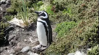 The Magellanic Penguins of Gypsy Cove, Falkland Islands January 5, 2025
