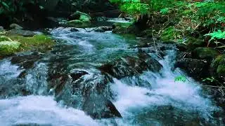 3 Hours Relaxing River Sounds & Bird Songs &ndash; Forest Ambience for Sleep, Study & Zen