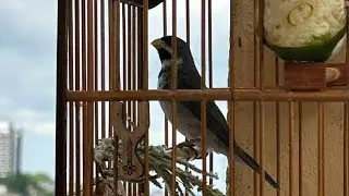 LEVANDO MEU COLEIRO TUI TUI CEDO NA RUA 🌾🐦‍⬛🔥