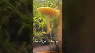 Growing mushroom in my terrarium (update)#mushroom #terrarium #plants