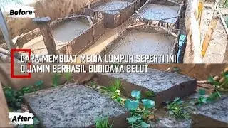 CARA MEMBUAT MEDIA LUMPUR UNTUK BUDIDAYA BELUT HASILNYA MANTAP