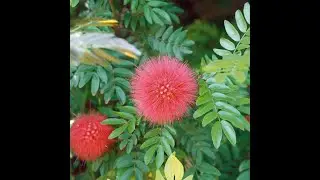 CALLIANDRA HAEMATOCEPHALA-MIMOSACEAE(LEGUMINOSAE) -FOR PRACTICAL