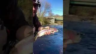 Chunky Vermont Rainbow Trout! #flyfishing #trout #vermont #vermontlife #fishing