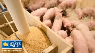 How Important is Agriculture in Iowa?