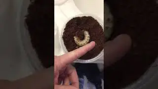Goliath Beetle Grub