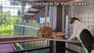 Funny Cat Rivalry: Shadow and Lingling Battle for Space