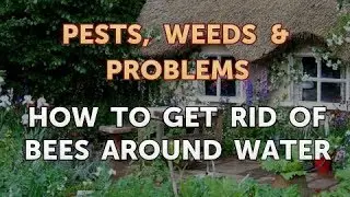 How to Get Rid of Bees Around Water