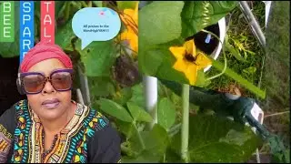 Strange Insects on My Tomato Plant  #BeeSparrowTalk #BuzzzTweetTalkRadio Made by Headliner