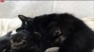 Tiny Kittens Shellys morning visit