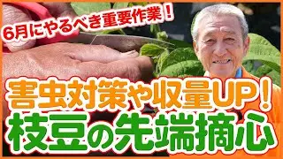 家庭菜園や農園の枝豆栽培で害虫対策＆収穫量UP！6月にやるべき先端摘芯や枝豆の育て方を徹底解説！【農園ライフ】