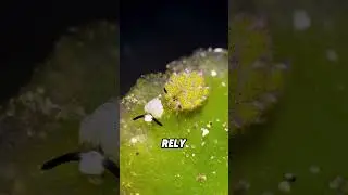 Animals that can perform photosynthesis#animals #funnyanimal #funny #cute