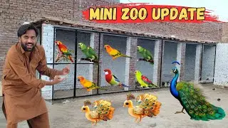 Master Cage Ko Full Paint Karwa Diya 😍 Mini Zoo All Pets & Animals Update Vlog 