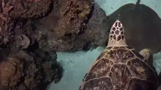 National Aquarium Baltimore - kids travel review