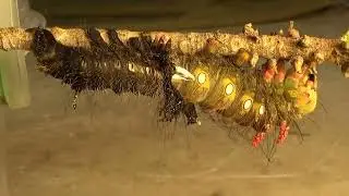 Imperial Moth Caterpillar Sheds Its Exoskeleton (Sped Up)