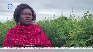 Farmers ripping big from new pigeon pea variety