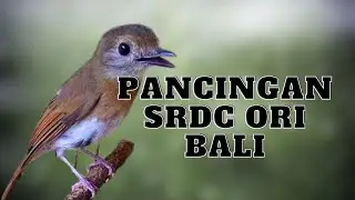 SUARA PANCINGAN SRDC BALI NGEPLONG PAGI HARI